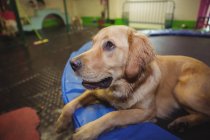 Золотий ретривер, що розслабляється на батуті в центрі догляду за собаками — стокове фото