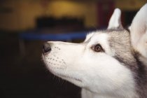 Gros plan d'un curieux husky sibérien levant les yeux — Photo de stock