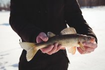 Mid section of ice fisherman holding freshly catch fish — Stock Photo