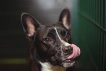 Любопытная собака облизывает нос в центре ухода за собаками — стоковое фото