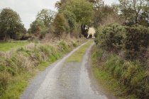 Сельская сцена пустой сельской дороги между полями — стоковое фото
