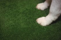 Primer plano de la pata de husky siberiano en estera verde - foto de stock