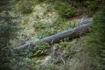 Árvore morta caída na floresta verde — Fotografia de Stock