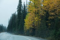 Asphalt road through green forest in autumn — Stock Photo