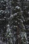 Árvores cobertas de neve na floresta invernal — Fotografia de Stock