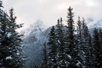 Árvores cobertas de neve na floresta montanhosa — Fotografia de Stock