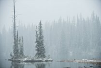 Snow-covered pine trees between the lake during winter — Stock Photo