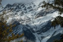 Aerial view of beautiful snowcapped mountain and trees — Stock Photo