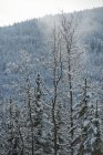 Arbres couverts de neige dans la forêt du parc national Banff, Alberta, Canada — Photo de stock