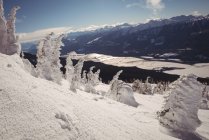 Alberi innevati sulla pista da sci durante l'inverno — Foto stock