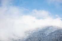 Árboles cubiertos de nieve y bosque de montaña en Banff, Alberta, Canadá - foto de stock