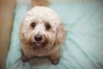 Primo piano del cucciolo di barboncino giocattolo al centro di cura del cane — Foto stock