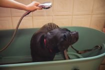 Крупним планом жінка приймає собаку у ванній в центрі догляду за собаками — стокове фото