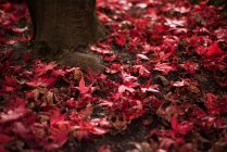 Cena não urbana de folhas de bordo caídas no chão — Fotografia de Stock
