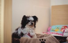 Papillon cão na mala na cama do cão no centro de cuidados do cão — Fotografia de Stock