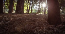 Luz solar através de árvores na floresta — Fotografia de Stock