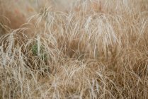 Крупним планом суха трава в лісі — стокове фото