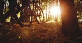 Radfahrerin rast in Wald — Stockfoto