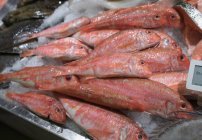 Vários tipos de peixes no balcão de peixes no supermercado — Fotografia de Stock