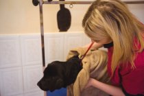 Mujer limpiando perro con toalla en el centro de cuidado del perro - foto de stock