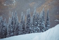 Pinhais nevados na montanha alp durante o inverno — Fotografia de Stock