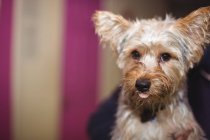 Close-up de yorkshire terrier cachorro — Fotografia de Stock