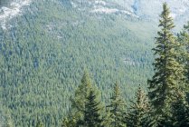 Вид на соснові дерева в туманному лісі — стокове фото
