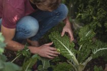 Mann schneidet Salatblätter aus Pflanze im Gemüsegarten — Stockfoto