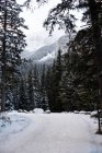 Крижані дороги між рядами snowy дерев у зимовий період — стокове фото