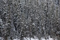 Alberi ricoperti di neve nella foresta, cornice piena — Foto stock