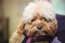Close-up de brinquedo cachorro poodle no centro de cuidados do cão — Fotografia de Stock