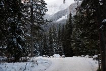 Eisglatte Straße zwischen schneebedeckten Baumreihen im Winter — Stockfoto