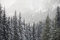 Árvores cobertas de neve na floresta no inverno — Fotografia de Stock