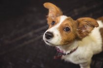 Close-up of rat terrier puppy looking up at dog care center — Stock Photo