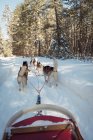 Group of Siberian dog pulling sleigh — Stock Photo