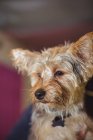 Close-up of yorkshire terrier puppy — Stock Photo