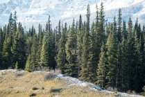 Vista maestosa di pini nella fitta foresta — Foto stock
