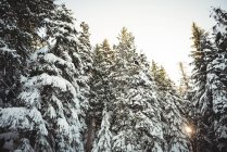 Pini ricoperti di neve sotto la luce del sole durante l'inverno — Foto stock