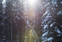 Árvores cobertas de neve na floresta em backlit — Fotografia de Stock