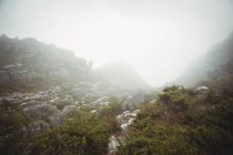 Величественный вид на долину с зеленой растительностью и скалами — стоковое фото