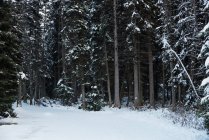 Icy road between rows of snowy trees in winter — Stock Photo