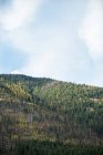 Vista panorámica de los árboles en el bosque a la luz del día - foto de stock