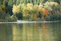 Bela floresta de outono e rio na temporada de outono — Fotografia de Stock