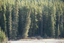 Malerischer Blick auf Kiefern im grünen saisonalen Wald — Stockfoto