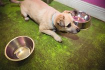 Cachorro esperando comida por los cuencos del perro en el centro de cuidado del perro - foto de stock