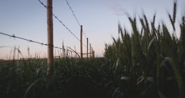 Vue du champ de blé par une journée ensoleillée — Photo de stock