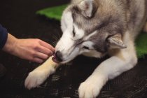 Nahaufnahme weiblicher Hand fütternder sibirischer Husky — Stockfoto