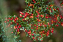 Primo piano di bacche rosse e foglie verdi su ramo — Foto stock