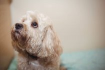 Nahaufnahme eines Pudelwelpen in der Hundeschule — Stockfoto