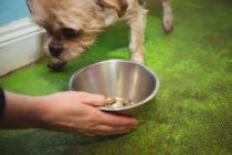 Primer plano de la mujer cachorro de alimentación en el centro de cuidado del perro - foto de stock